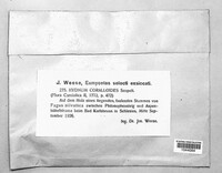 Hericium coralloides image